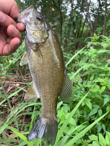 スモールマウスバスの釣果