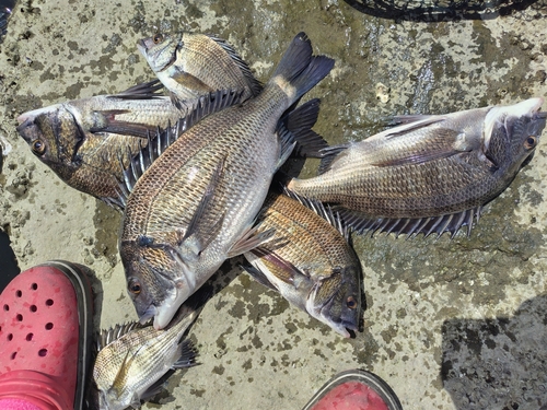 チヌの釣果