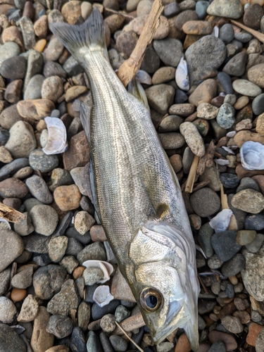 セイゴ（ヒラスズキ）の釣果