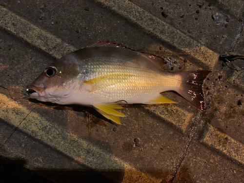 オキフエダイの釣果