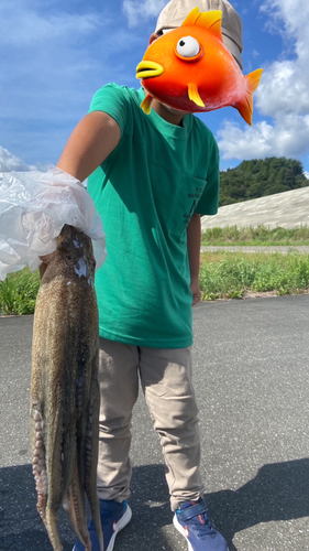 ミズダコの釣果