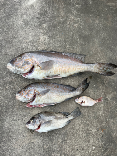 コロダイの釣果