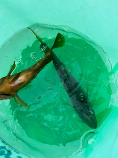 ツバイソの釣果