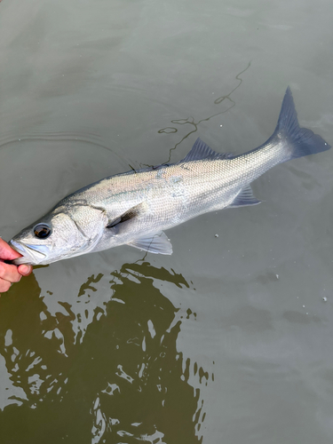 フッコ（マルスズキ）の釣果