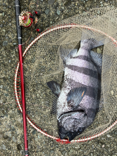 イシダイの釣果