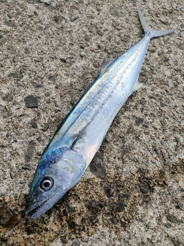 サゴシの釣果