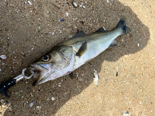 スズキの釣果