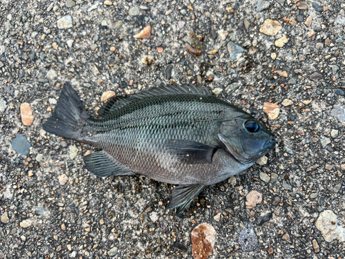 グレの釣果