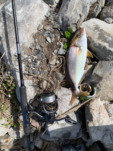 カンパチの釣果