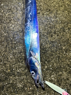 タチウオの釣果