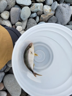 カンパチの釣果