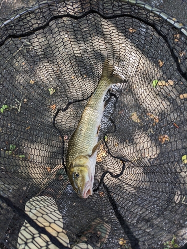 ニゴイの釣果