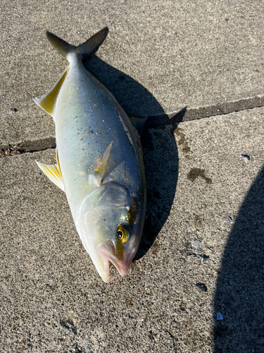 ショッコの釣果