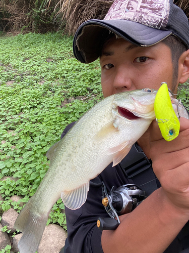 ブラックバスの釣果