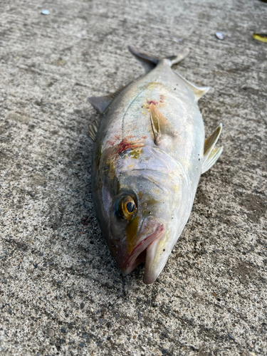 ショッコの釣果