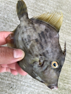 カワハギの釣果