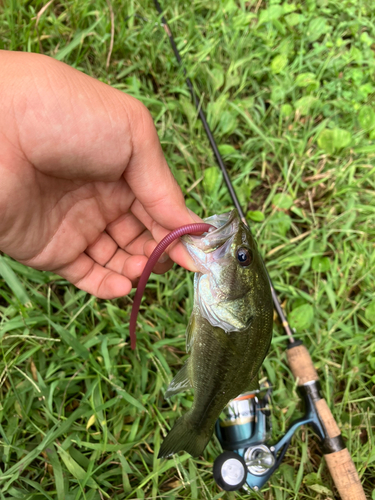 ラージマウスバスの釣果