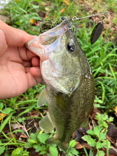 ラージマウスバスの釣果