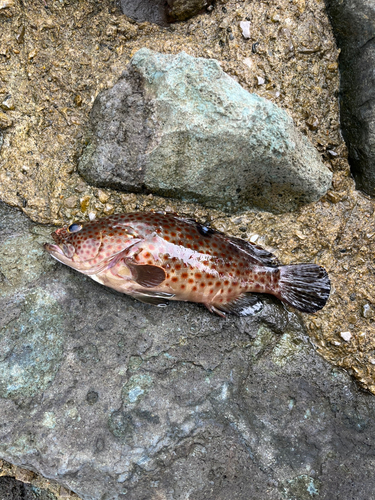 ノミノクチの釣果