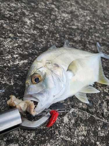 メッキの釣果