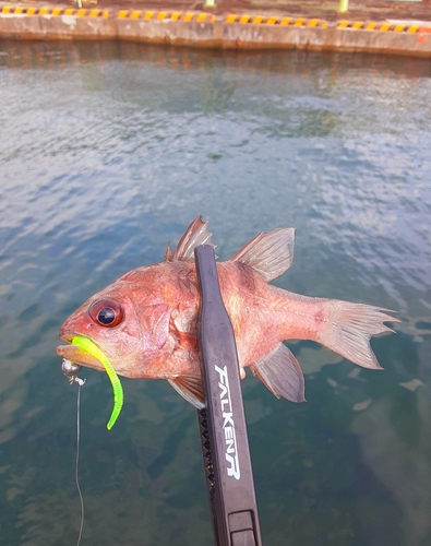 ヨコスジイシモチの釣果