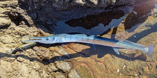 ダツの釣果