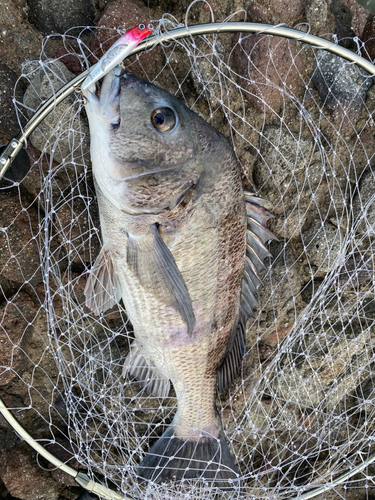 チヌの釣果