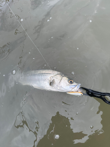 フッコ（マルスズキ）の釣果