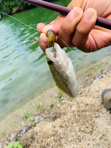 ラージマウスバスの釣果