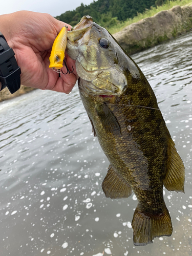 スモールマウスバスの釣果