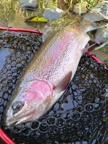 アメマスの釣果