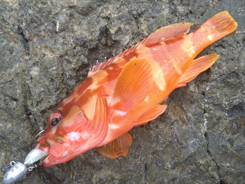 アカハタの釣果