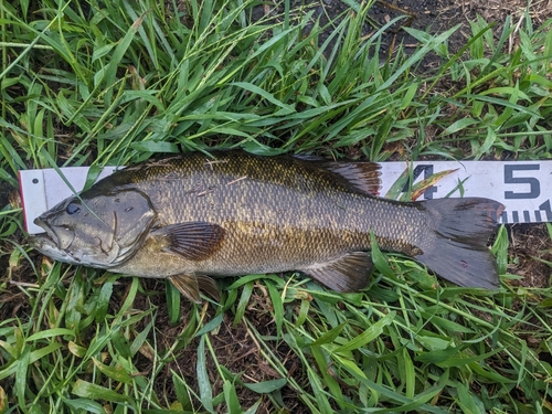 ブラックバスの釣果