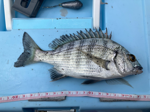 クロダイの釣果