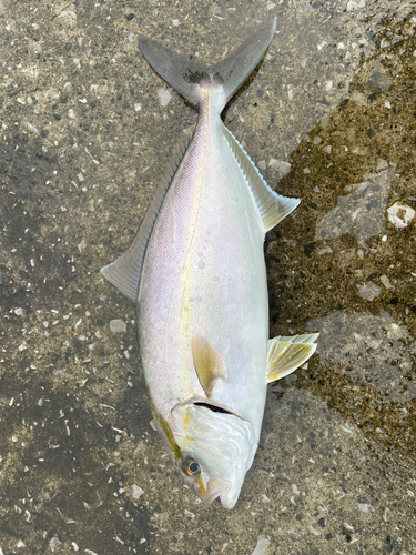 ショゴの釣果