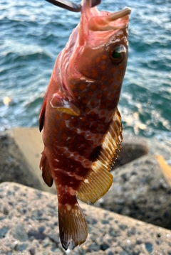 キジハタの釣果