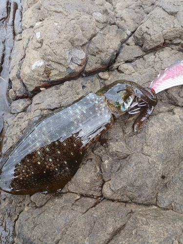 アオリイカの釣果