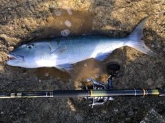 アオチビキの釣果