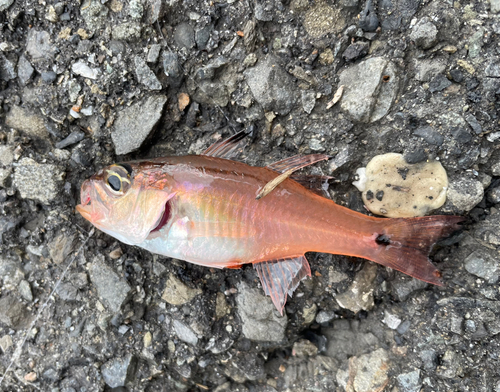 ネンブツダイの釣果