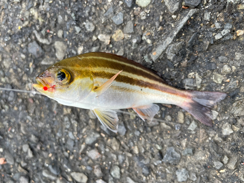 イサキの釣果