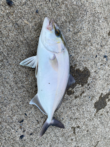 ショゴの釣果