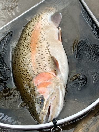 ニジマスの釣果