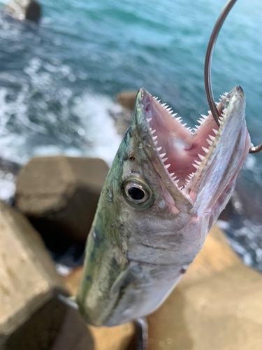 サゴシの釣果