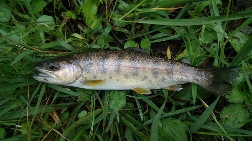 アマゴの釣果