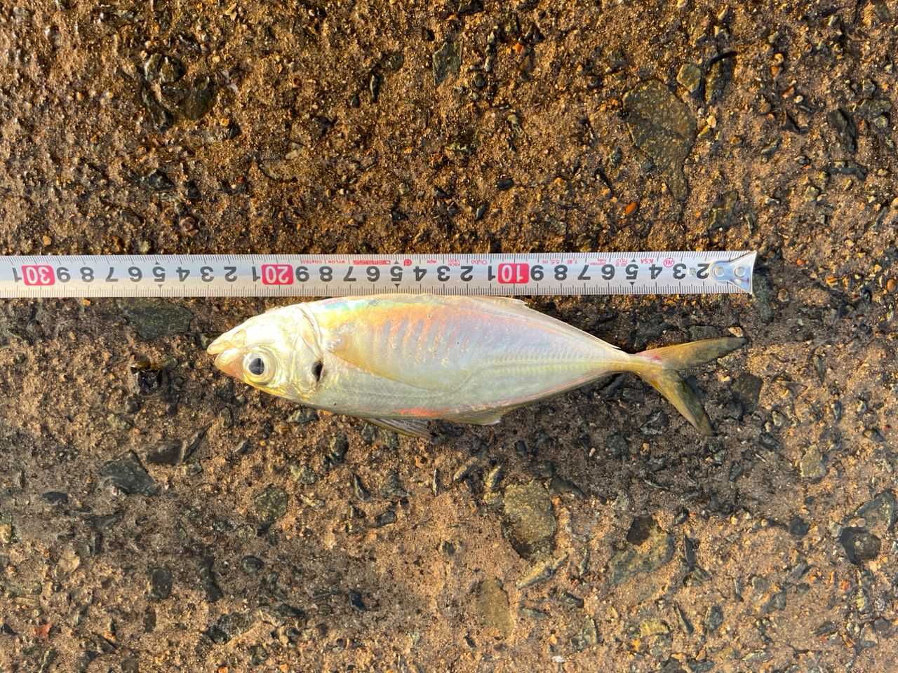 アジ