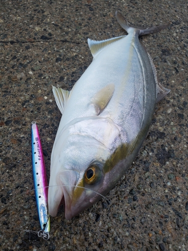 シオの釣果