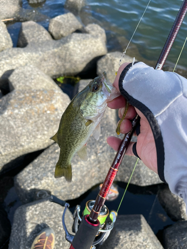 ブラックバスの釣果