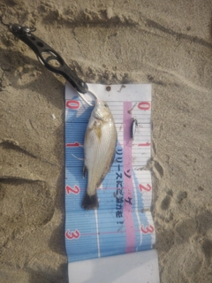 イシモチの釣果