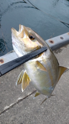 カンパチの釣果