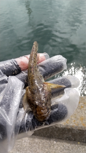 ハゼの釣果